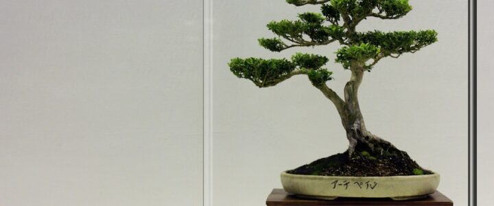Bonsai ağacı ne kadar zamanda büyür