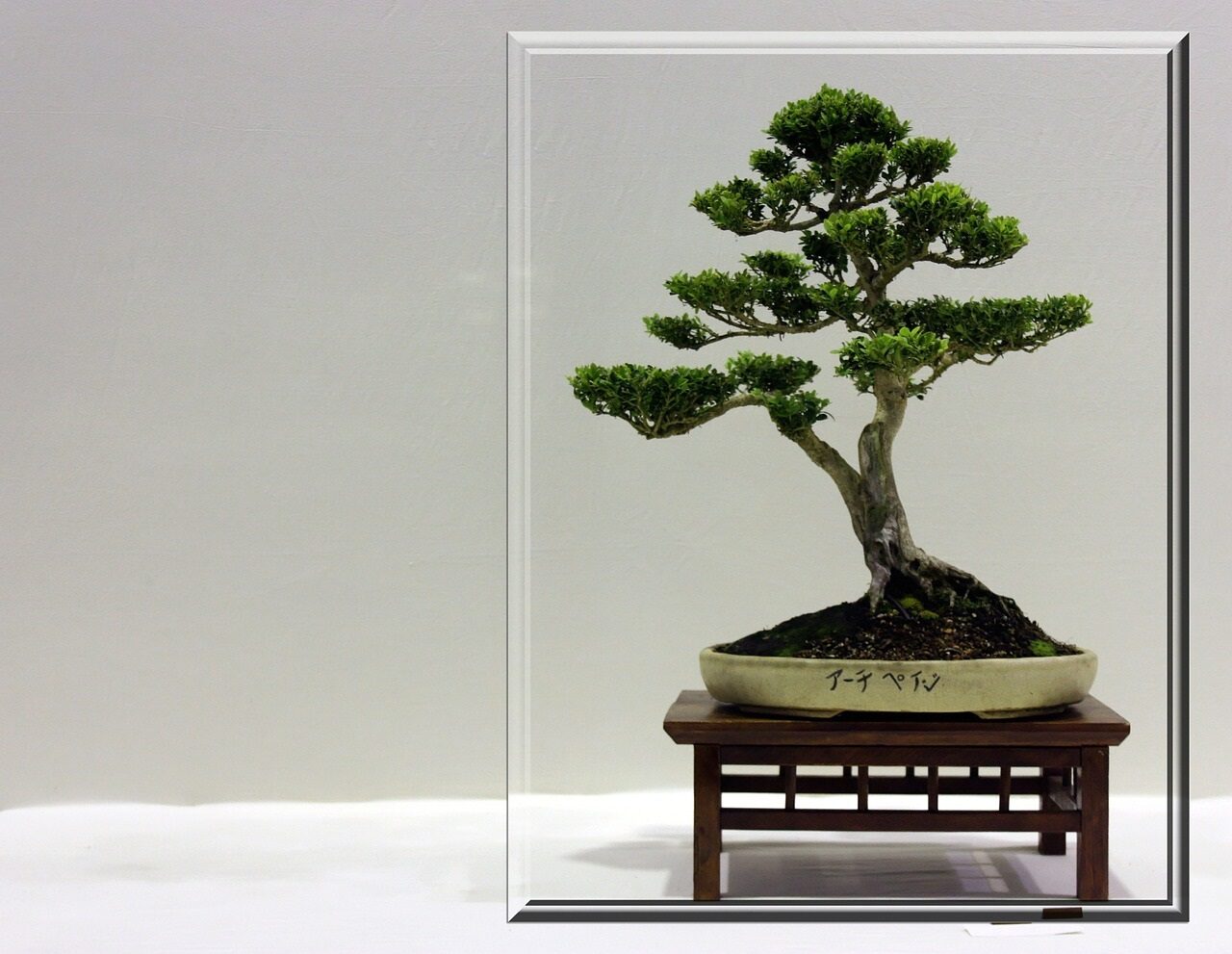 Bonsai ağacı ne kadar zamanda büyür