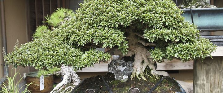 en uygun bonsai ağacı