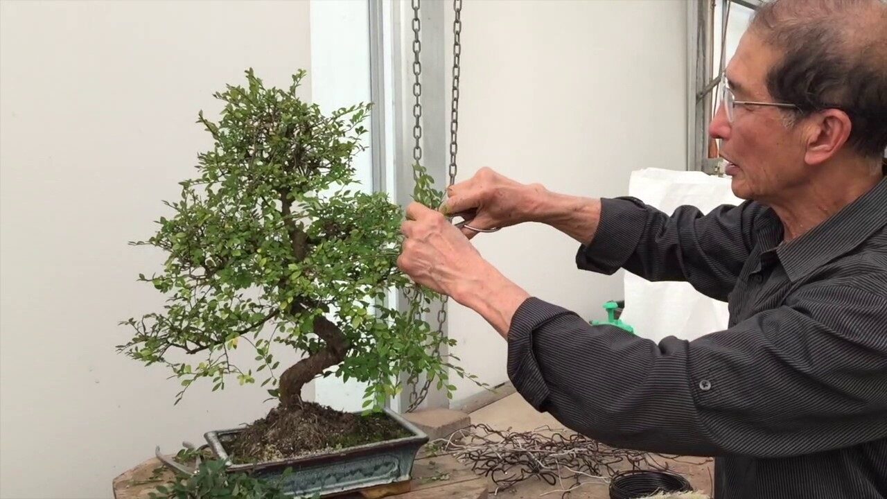 En kolay bonsai budamak