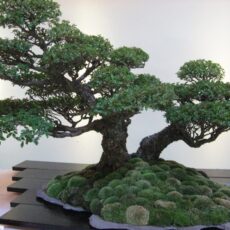 Bonsai ağacı nasıl yetiştirilir? Bonsai hakkında ipuçları