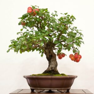 bonsai kırımızı meyve