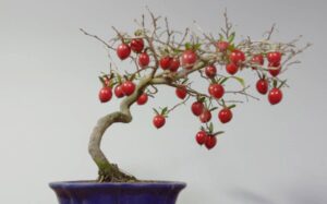 kırmızı bonsai meyvesi