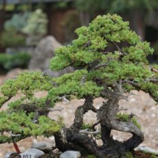 kurumuş bonsai ağacı