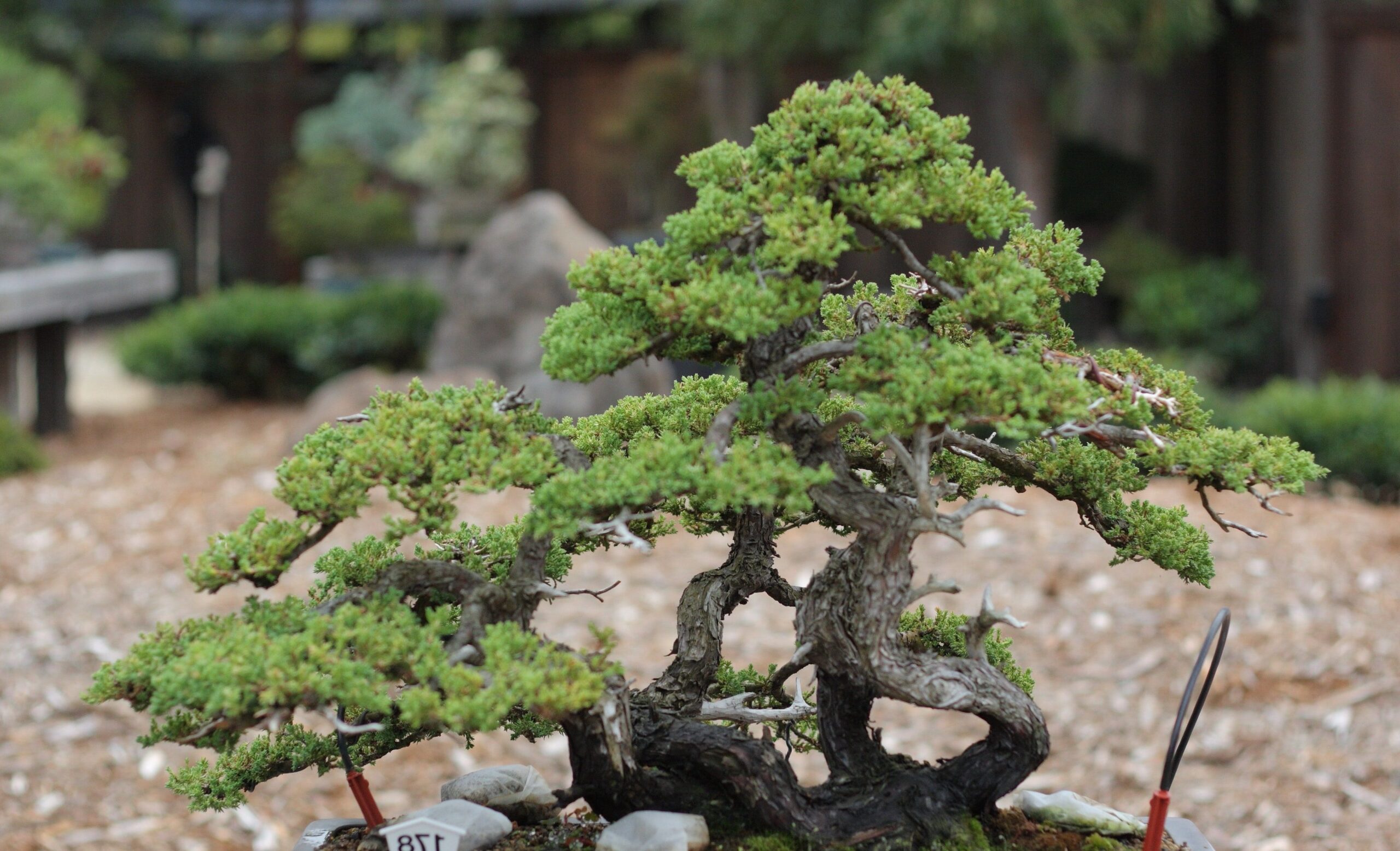 kurumuş bonsai ağacı
