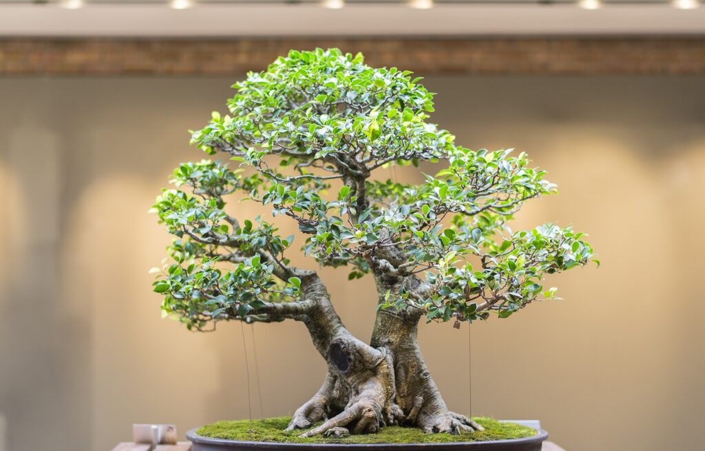 Nandina Bonsai Ağacı detayları