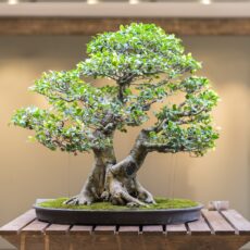 Bonsai ağacı nasıl olmalıdır