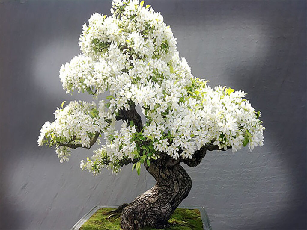 bonsai ağacı