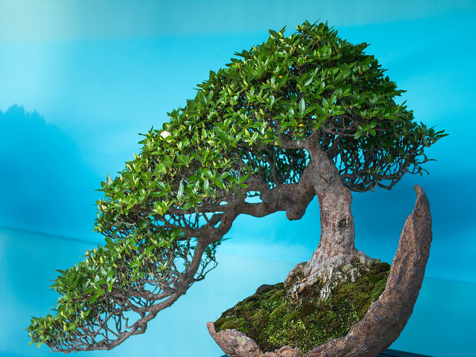 En Yaşlı Bonsai ağacı