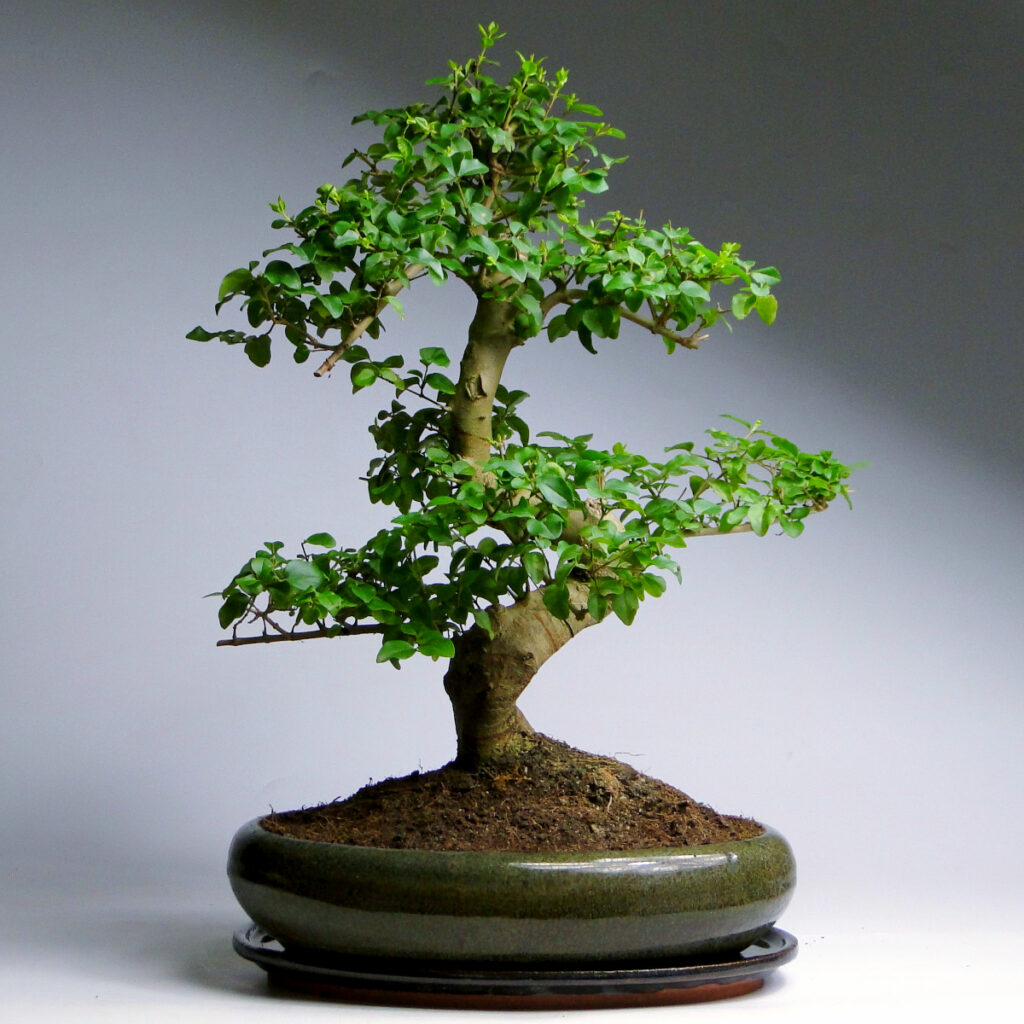 Bonsai ağaç çeşitleri nelerdir?