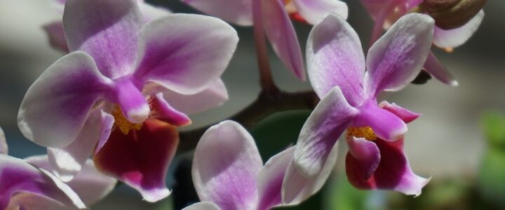Orkide Nasıl Canlandırılır?
